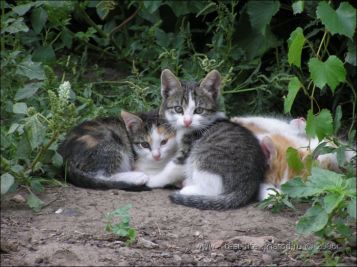 для перехода к следующей фотографии 
кликнуть мышкой
    фото: P8080436.JPG