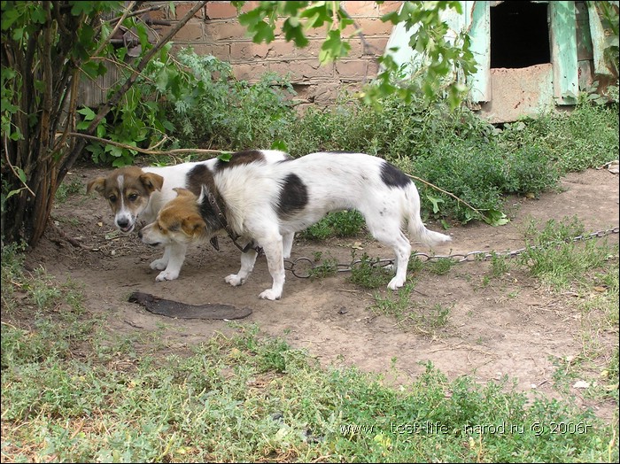 для перехода к следующей фотографии 
кликнуть мышкой
    фото: P8090482.JPG