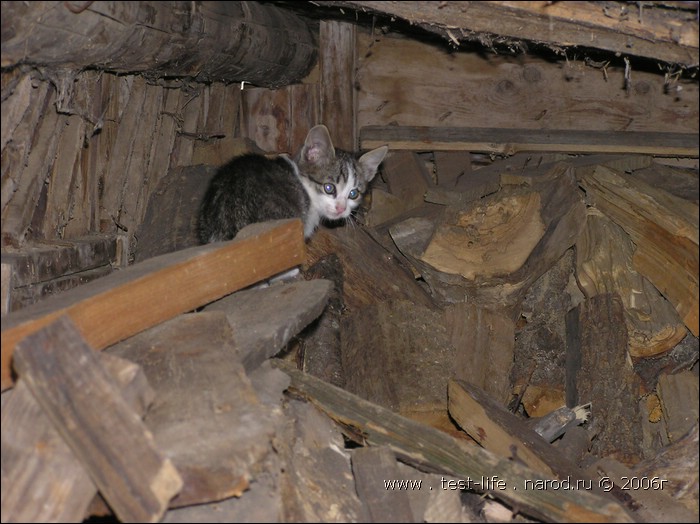 для перехода к следующей фотографии 
кликнуть мышкой
    фото: P8090495.JPG