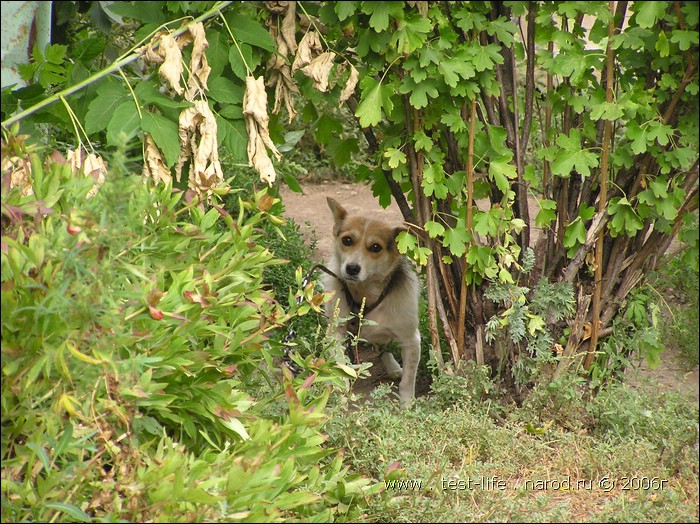 для перехода к следующей фотографии 
кликнуть мышкой
    фото: P8090504.JPG