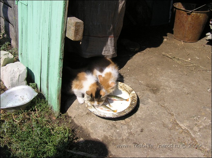 для перехода к следующей фотографии 
кликнуть мышкой
    фото: P8100552.JPG