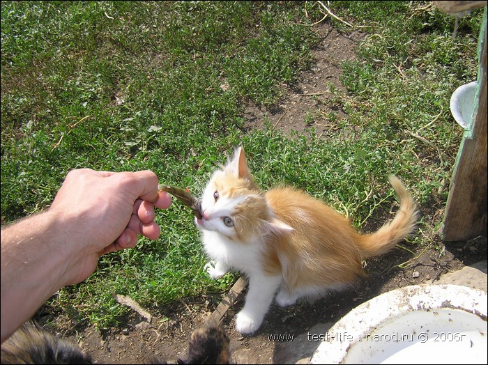 для перехода к следующей фотографии 
кликнуть мышкой
    фото: P8100557.JPG