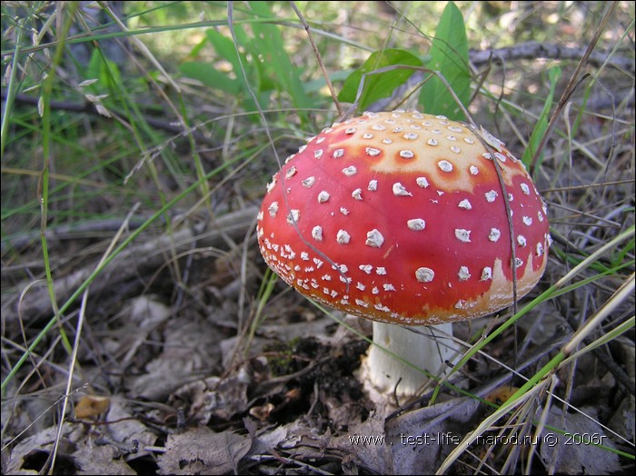 для перехода к следующей фотографии 
кликнуть мышкой
    фото: P8161006.JPG