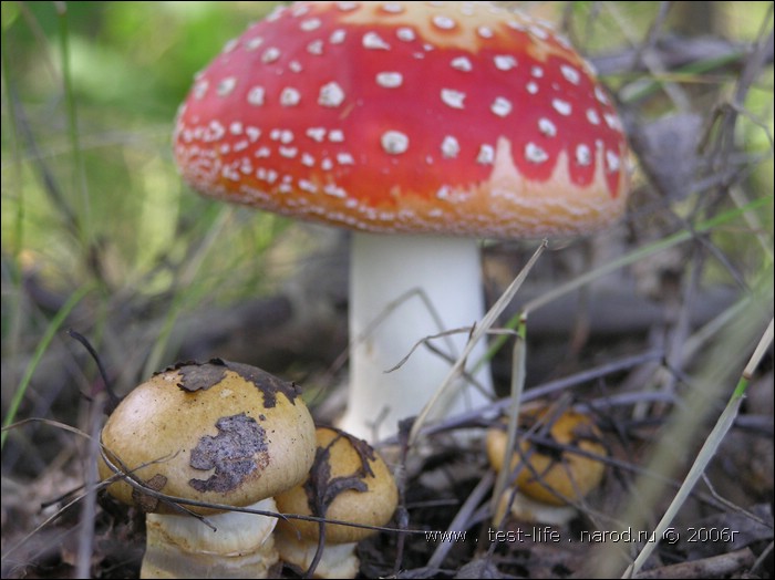 для перехода к следующей фотографии 
кликнуть мышкой
    фото: P8161013.JPG